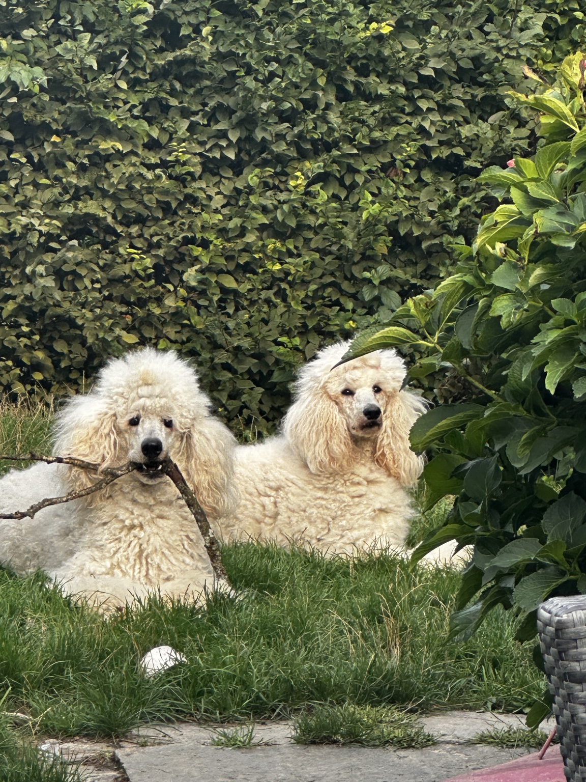 Arabella und Alleron im Garten
