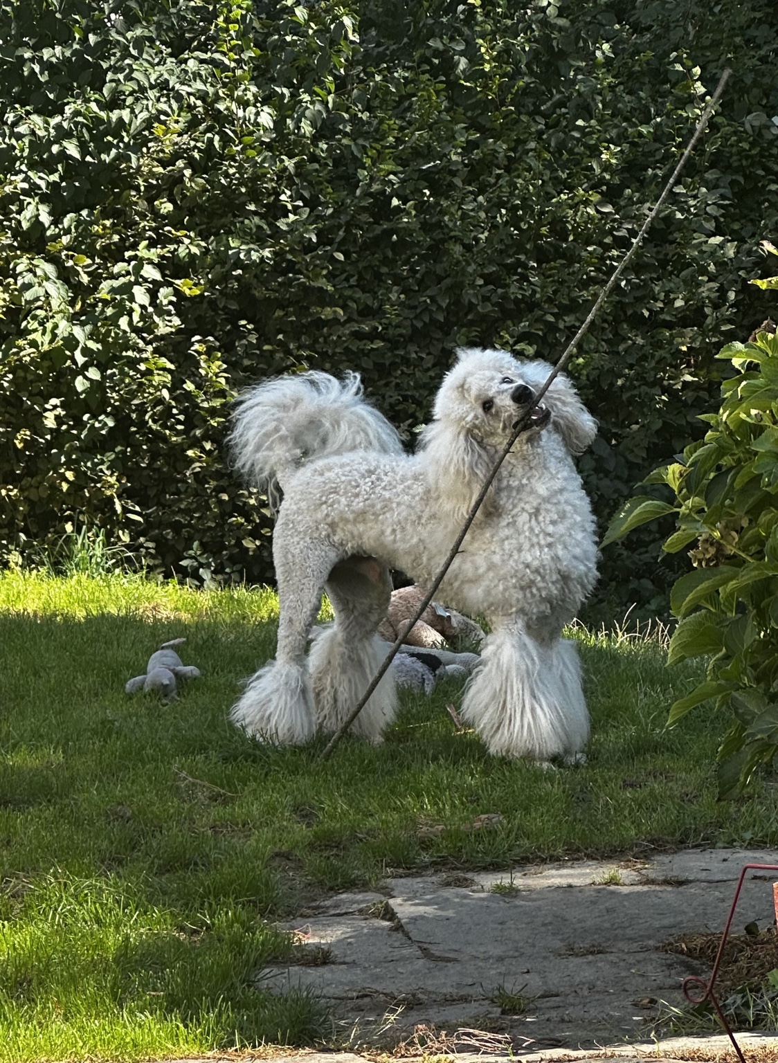 Spiel im Garten