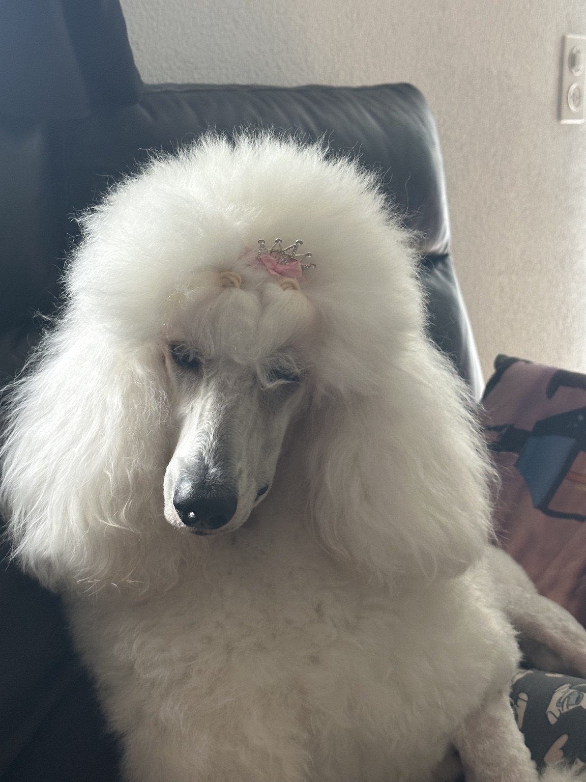 Arabella heute