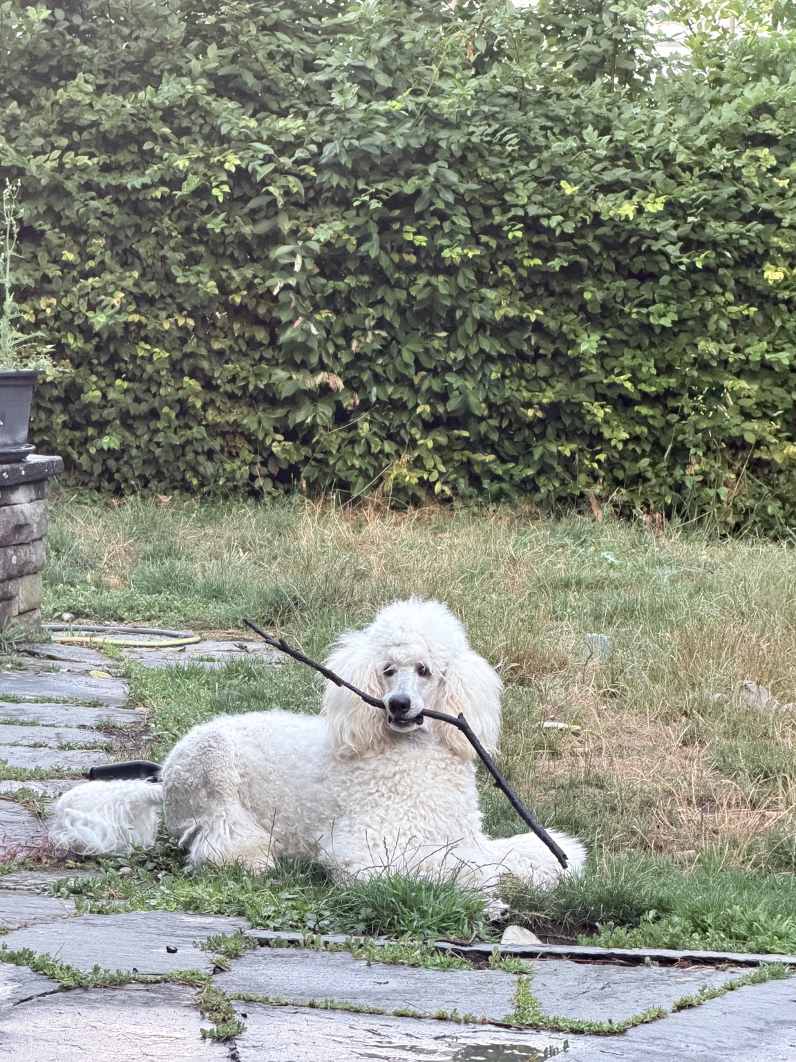 Alleron mit seinem Stock im Garten