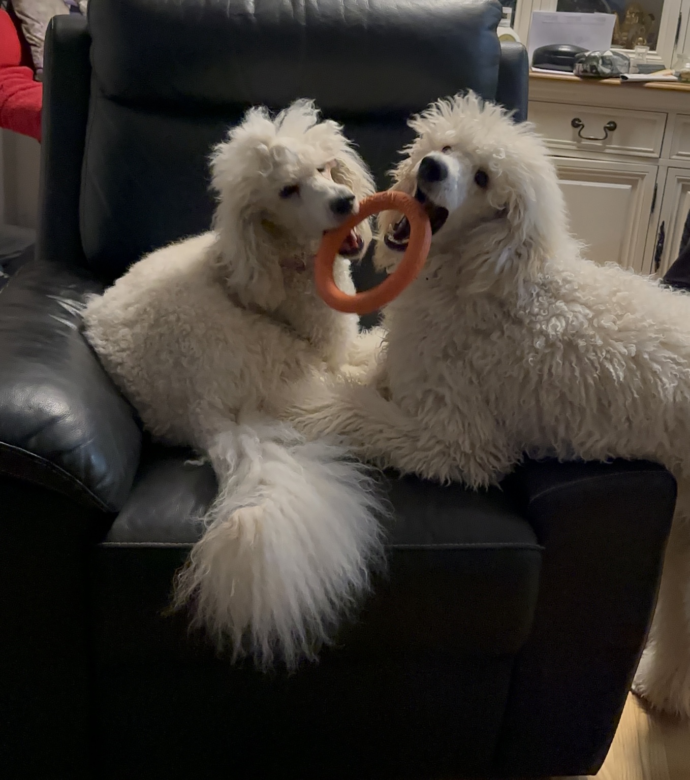 Arabella und Alleron spielen