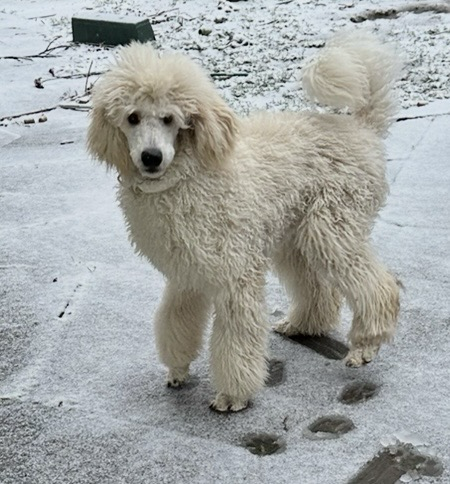 Alleron im Schnee
