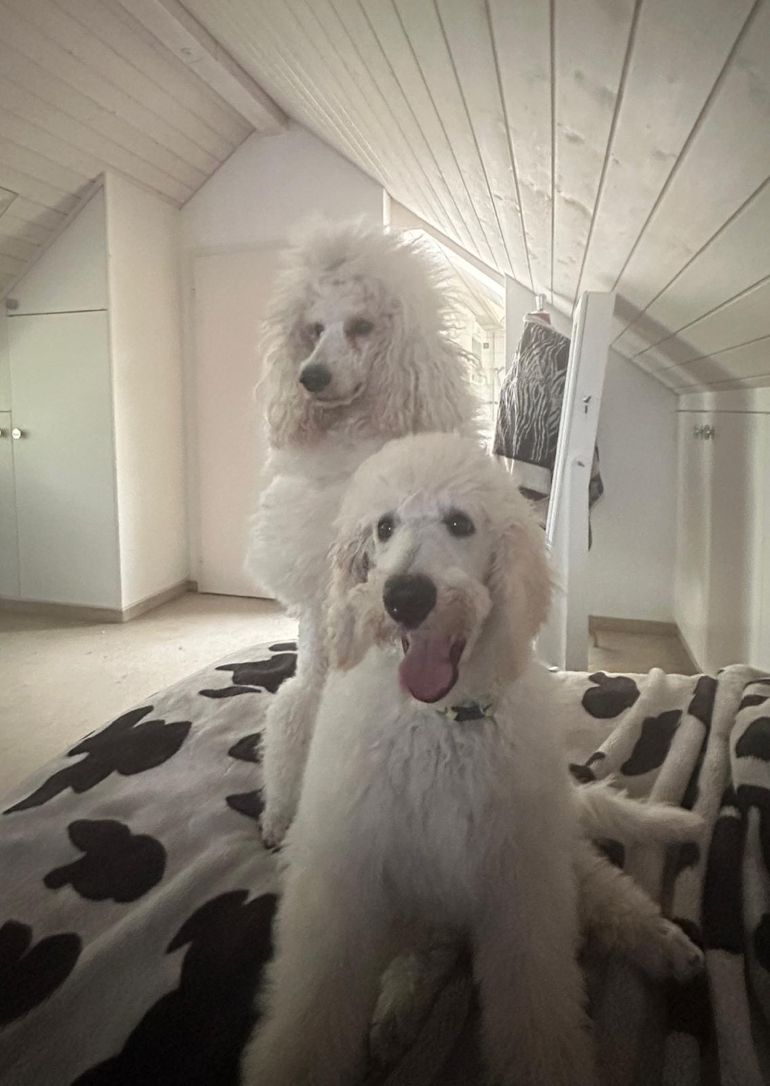 Arabella und Alleron zuhause