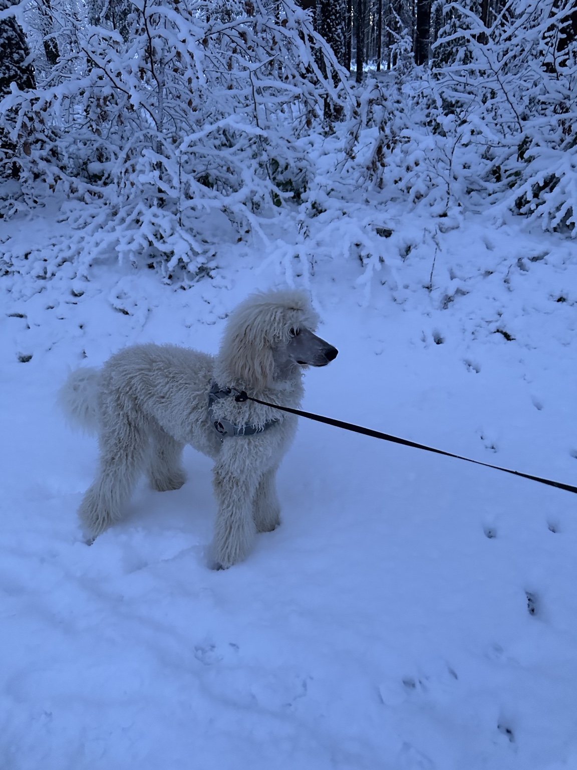 Im Schnee