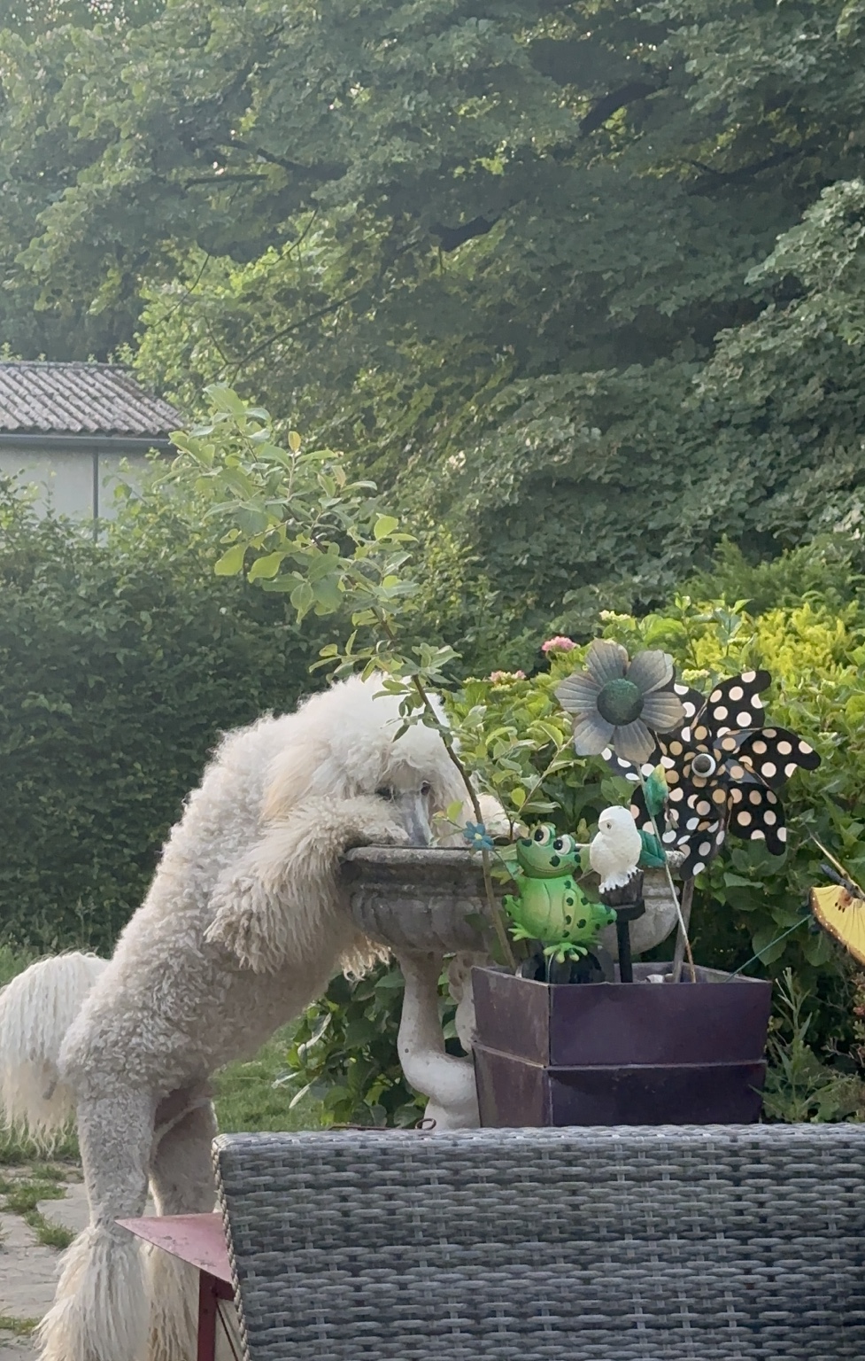 Im Garten