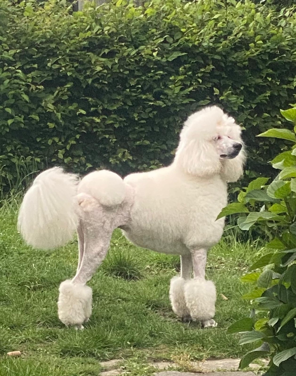 Pudel im Garten